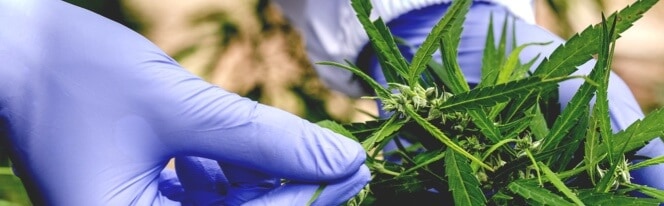 Sterilization in the Cannabis Industry